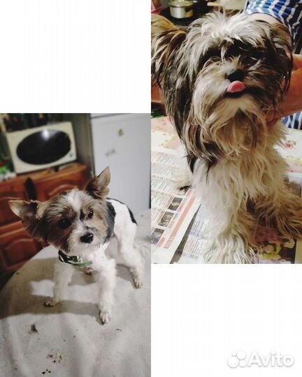 Стрижка собак машинкой