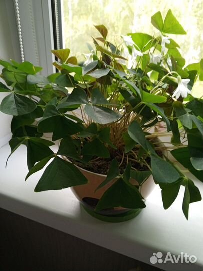 Кислица(бабочки)