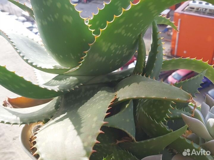 Кактусы и суккуленты