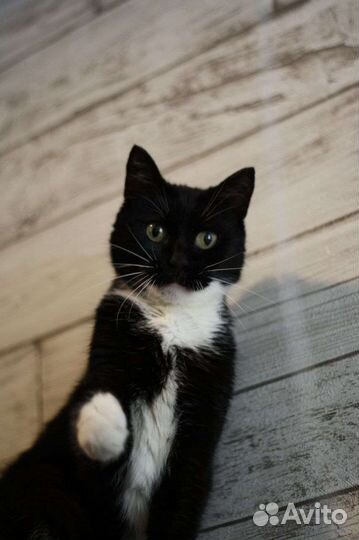 Кошка ищет дом