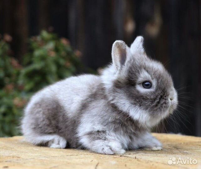 Кролики из Питомника. Срочная Доставка