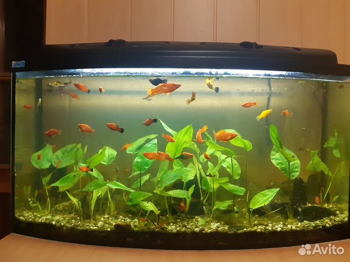 Криптокорины, папоротники - растения для аквариума