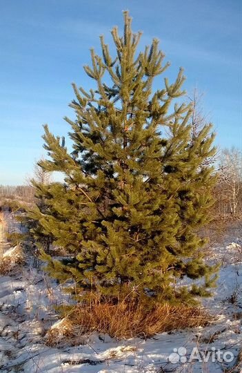 Сосна обыкновенная