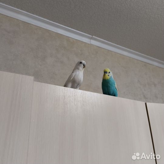Волнистый попугай