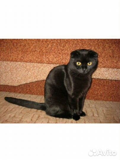 Коты отдам в добрые руки
