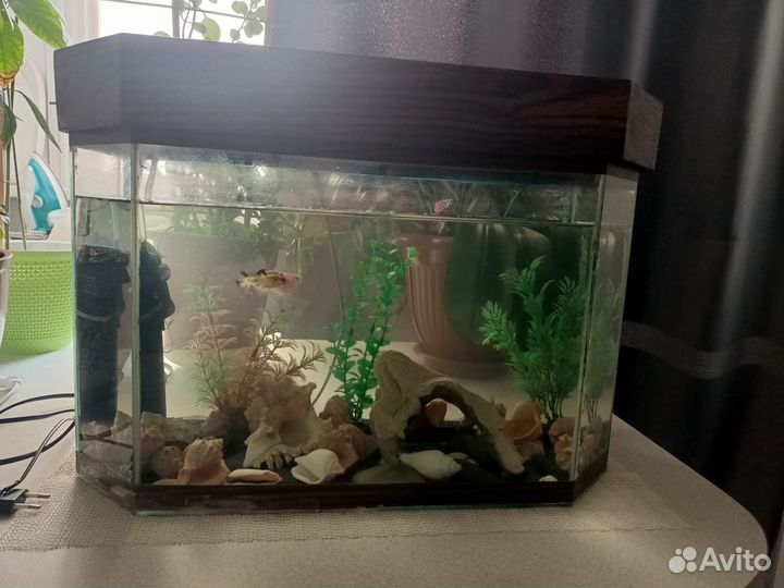 Аквариум