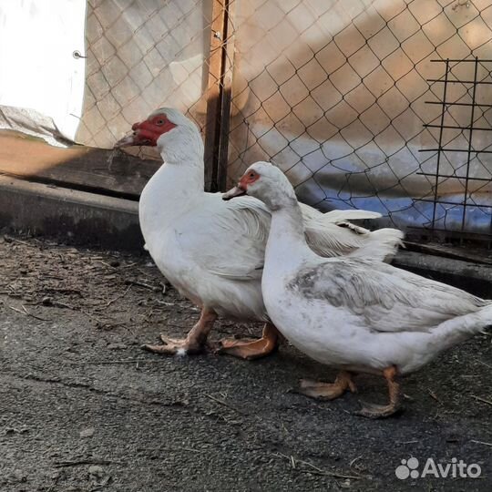 Молодняк мускусной утки тяжелой линии