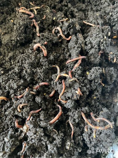 Черви для вермифермы