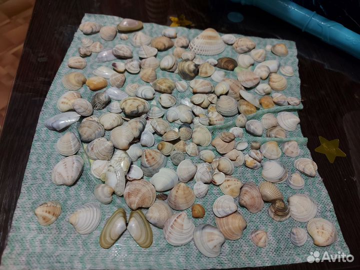 Морские ракушки