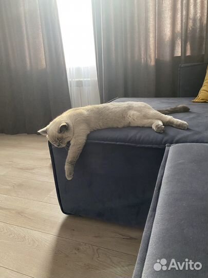 Продам кошку