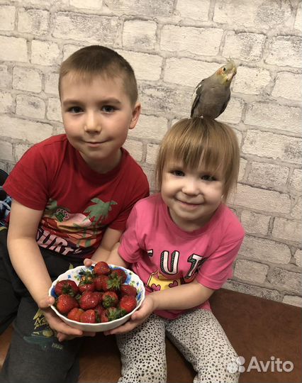 Попугай корелла