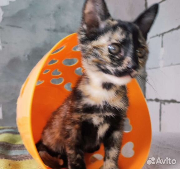 Котёнок, девочка, в добрые руки