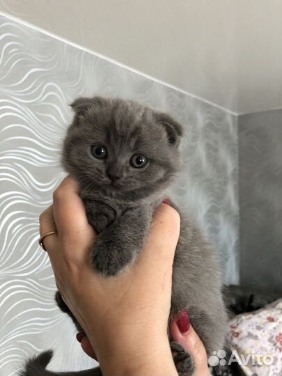 Шотландские котята