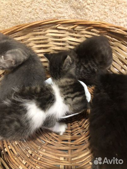 Котята в добрые руки