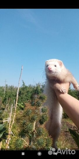 Хорек,Вязка
