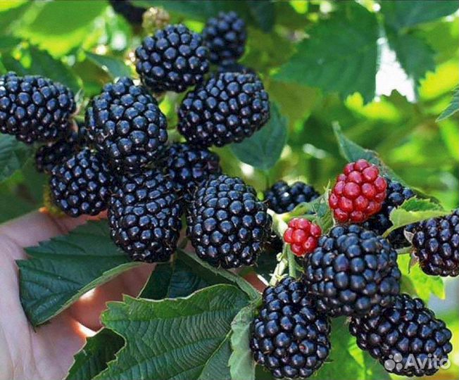 Саженцы ежевики Полар