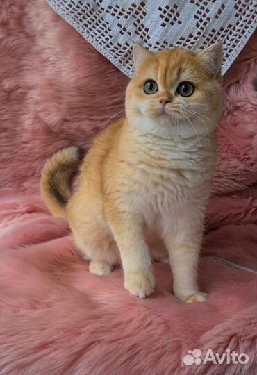 Британская золотая шиншилла