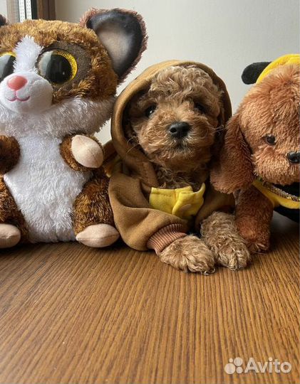 Зайчики мальтипу