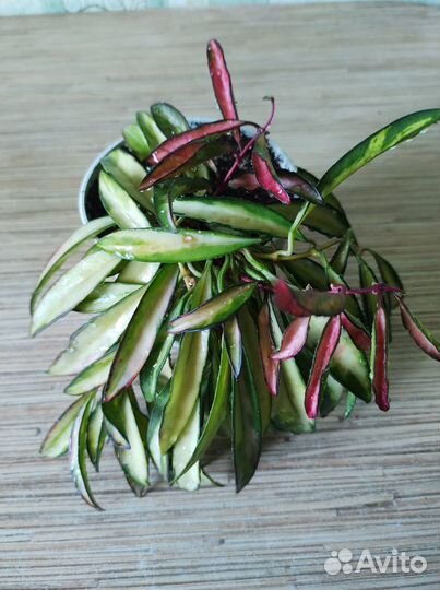 Хойи- срезкой