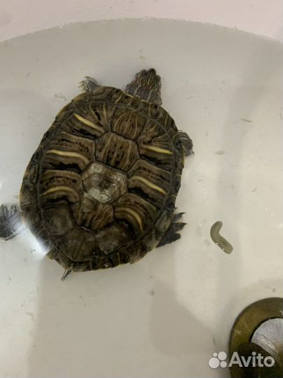 Черепаха