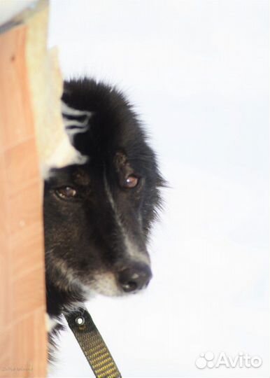 Отдам в добрые руки