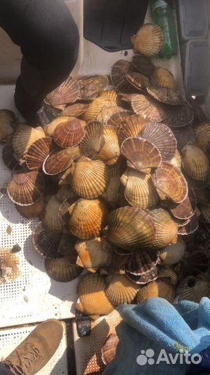 Гребешок Приморский