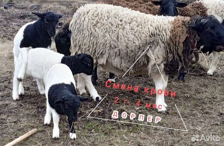Баран Дорпер Овцы живой вес