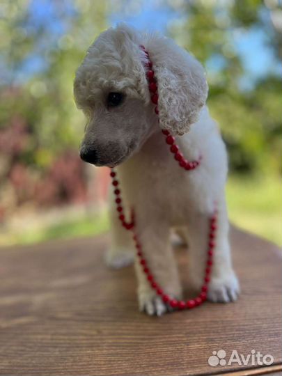 Щенки большого королевского пуделя