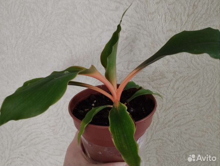 Хлорофитум Оранж Мармелад