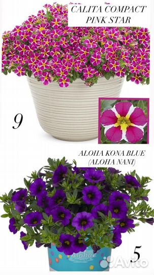 Укорененные черенки калибрахоа