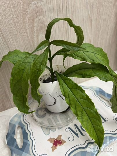 Укорененые черенки клеродендрумов