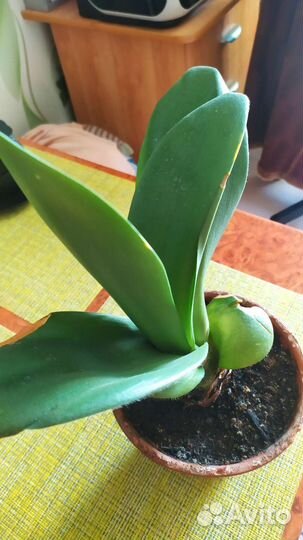 Гемантус белоцветковый