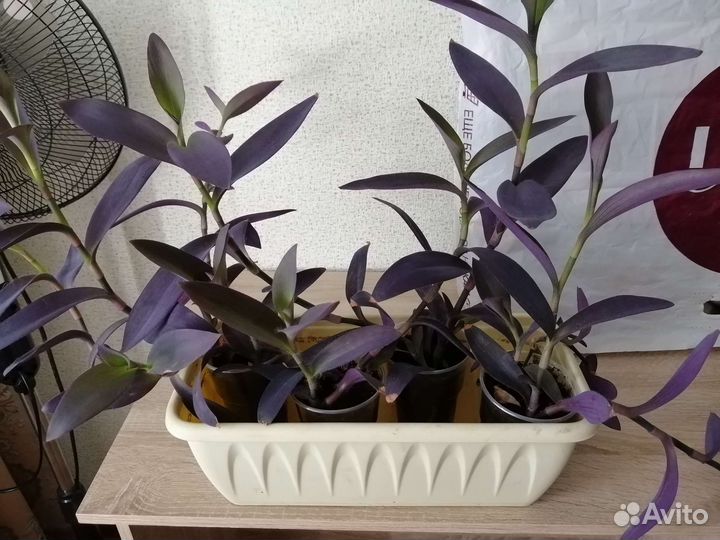 Традесканция