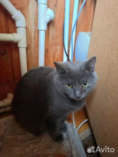 Котята Курильский бобтейл. Владимирская обл