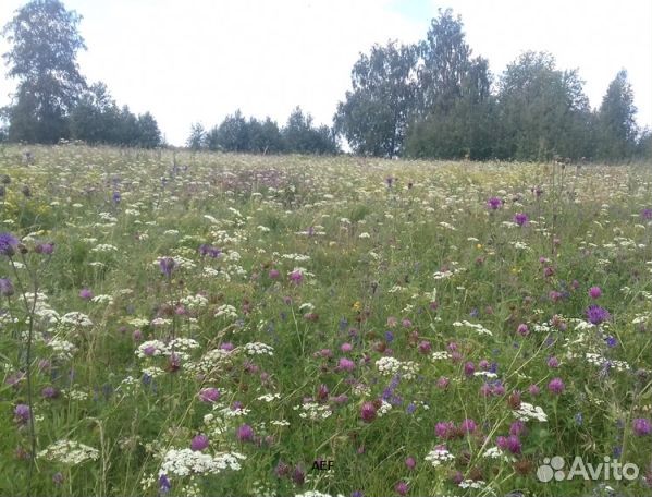 Мёд 2024 года натуральный опт