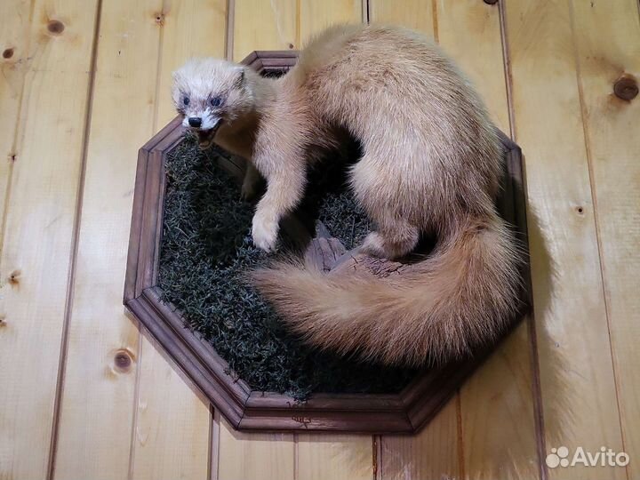 Чучело колонок животное