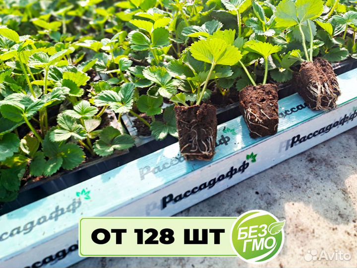 Рассада клубники. Элитные сорта оптом