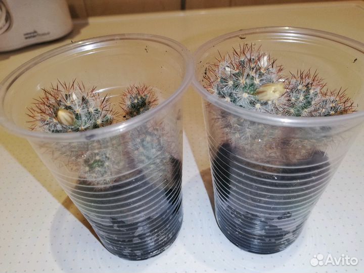 Кактус Мамилярия Пролифера (Побегоносная) цветущая