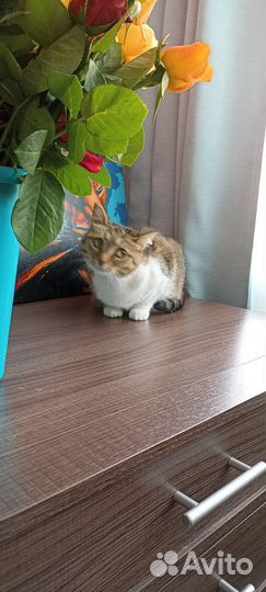 Классная кошечка