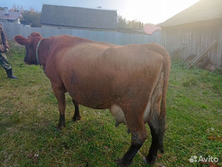 Продается корова