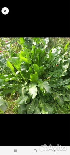 Полностью большой куст хрена с корнями и листьями