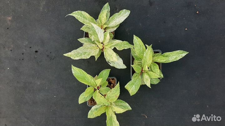 Гортензия метельчатая Shikoku Flash