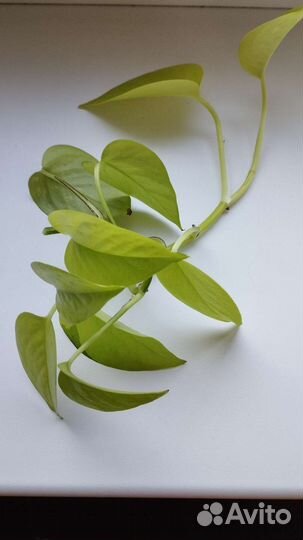 Традесканция тайская