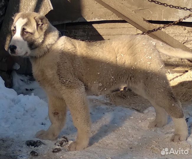 Продам щенков сао