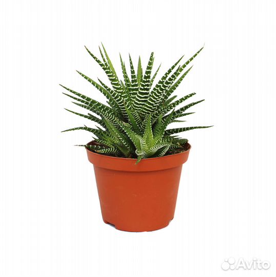 Кактус Хавортия