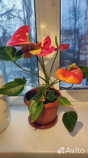 Антуриум красный, высота 43 см, с горшком