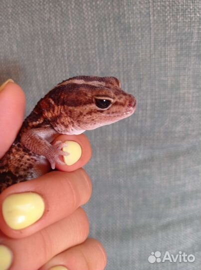 Гемитеконикс, бананоед самки