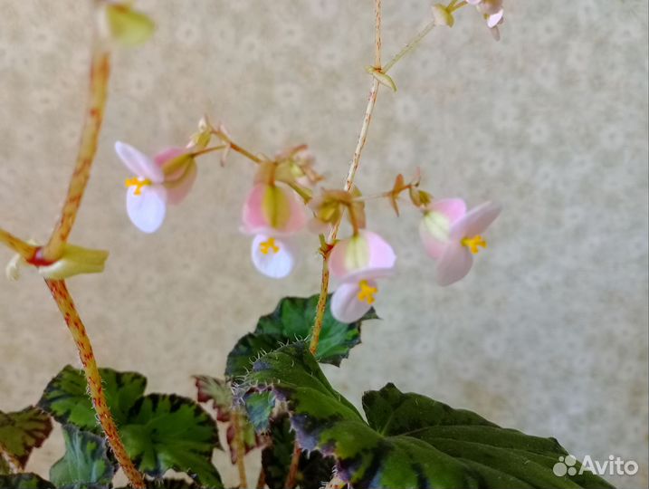 Бегония Бауэра (Тигровая)