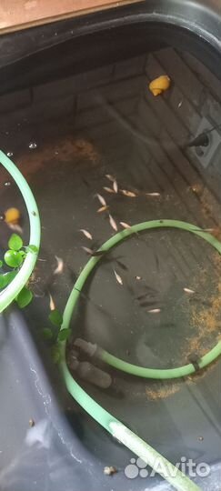 Золотые рыбки кометы