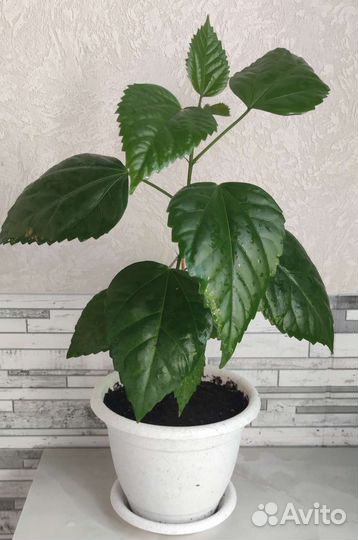 Гибискус китайская роза